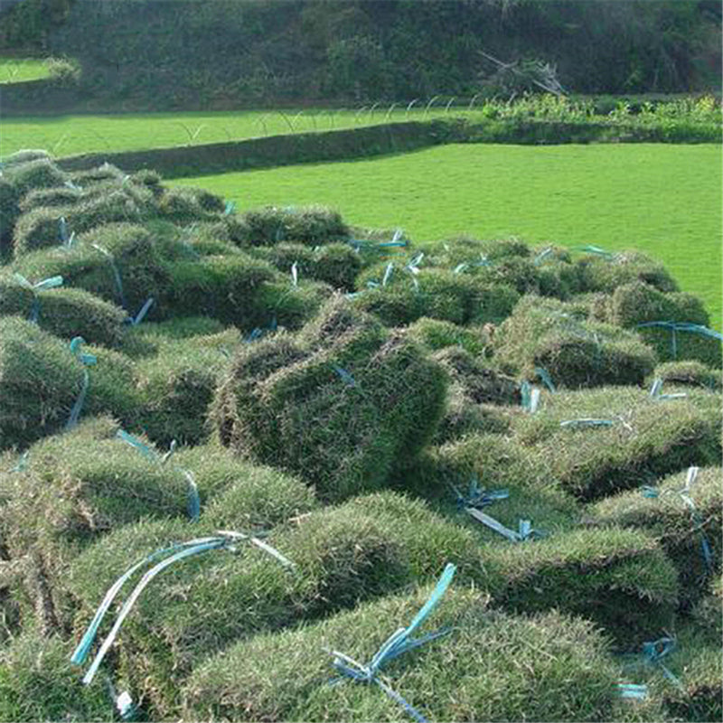 Egrow 500 Pcs/Pack Evergreen Grass Seeds Evergreen Grass Semente Plant Evergreen Garden Lawn Grass