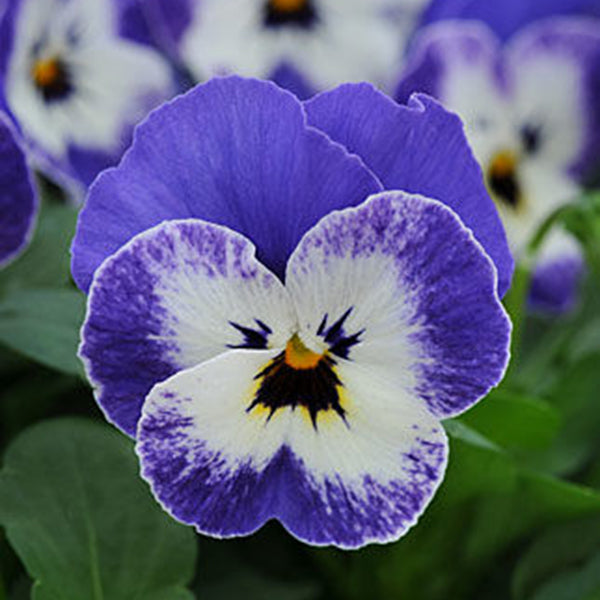 Egrow 100Pcs/Pack Viola Seeds Red Blue Garden Perennial Plants Decoration Flower Seeds