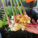 Egrow 100PCS/Pack Zingiber Seeds Ginger Vegetable Bonsai Zingiber Officinale Plants Balcony Vegetables Potted