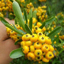 Egrow100Pcs/Bag Pyracantha Seeds Yellow Pyracantha Fortuneana Firethorn Perennial Tree Bonsai Seeds
