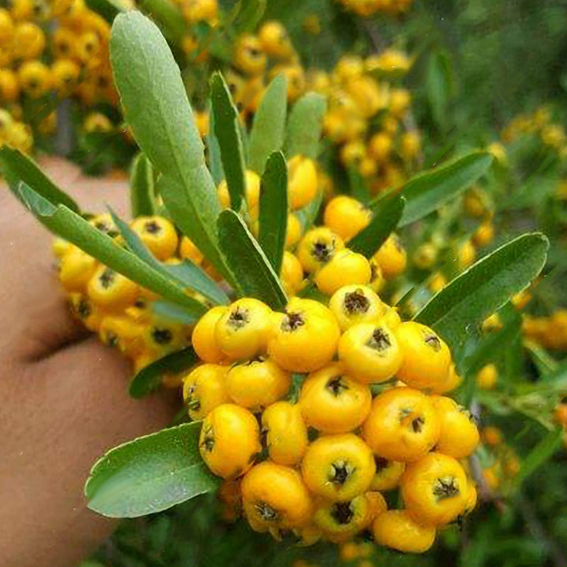 Egrow100Pcs/Bag Pyracantha Seeds Yellow Pyracantha Fortuneana Firethorn Perennial Tree Bonsai Seeds