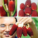 Egrow 500Pcs/Pack Jackfruit Strawberry Seeds Garden Plants Fruit Seeds