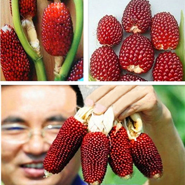Egrow 500Pcs/Pack Jackfruit Strawberry Seeds Garden Plants Fruit Seeds