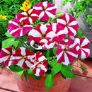 Egrow 100Pcs/Pack Petunia Bonsai Seeds Four Seasons Can Be Planted Perennial Flowers Planting Indoor Outdoor Bonsai Potted Plant