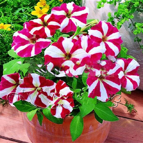 Egrow 100Pcs/Pack Petunia Bonsai Seeds Four Seasons Can Be Planted Perennial Flowers Planting Indoor Outdoor Bonsai Potted Plant