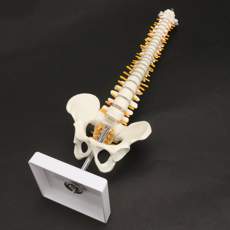 Spine Anatomical Model With Pelvis Femur Heads 1/2 Life Size Lab Equipment Detailed Vertebral Column Human Mould