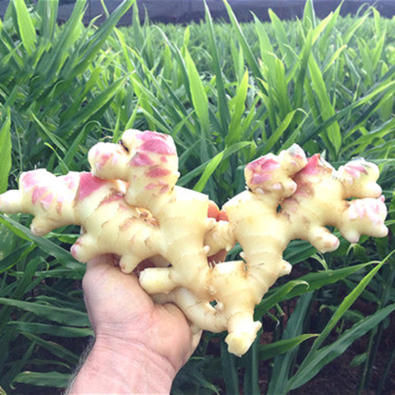 Egrow 100PCS/Pack Zingiber Seeds Ginger Vegetable Bonsai Zingiber Officinale Plants Balcony Vegetables Potted