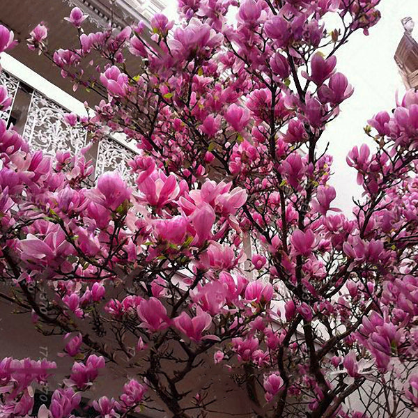 Egrow 10Pcs/Pack Magnolia Seeds Garden Light Fragrant Tree Seeds Ornamental Plants
