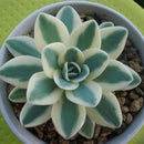 Egrow 100 Pcs/Bag Orostachys Succulents Seeds Green Cactu Seed Indoor Bonsai Flowers Plants Seeds