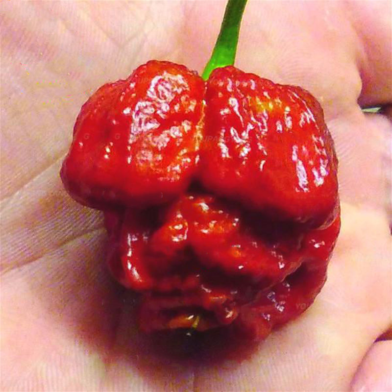 Egrow 50PCS/Pack Pepper Seeds Hottest Pepper Plants World Hottest Pepper Many Kind Of Rare Chili Pepper Plants Home Garden