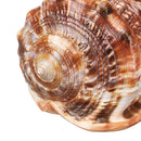 Natural Bull's mouth Helmet Conch Shell Coral Sea Snail FishTank Adorn Ornament Home Decorations