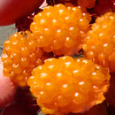 Egrow 4000 Pcs/Pack Mixed Color Raspberry Seeds Each 1000 Pcs for Blue Black Red Yellow Fruit Seed