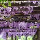 Egrow 10Pcs/Bag Garden Creepers Wisteria Seeds Rare Bonsai Tree Seeds Ornamental Plant Flower Seeds