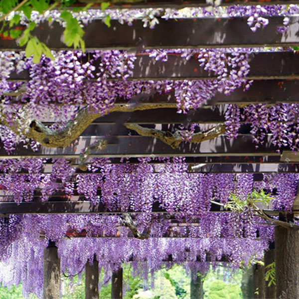 Egrow 10Pcs/Bag Garden Creepers Wisteria Seeds Rare Bonsai Tree Seeds Ornamental Plant Flower Seeds