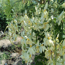 Egrow 10 Pcs/Pack Moringa Seeds Home Garden Plants Seeds Garden Decoration