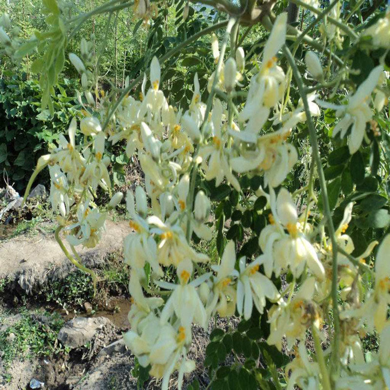 Egrow 10 Pcs/Pack Moringa Seeds Home Garden Plants Seeds Garden Decoration