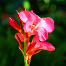 Egrow 100Pcs/Pack Canna Lily Seeds Garden Outdoor Bonsai Tropical Bronze Scarlet Flower Seeds