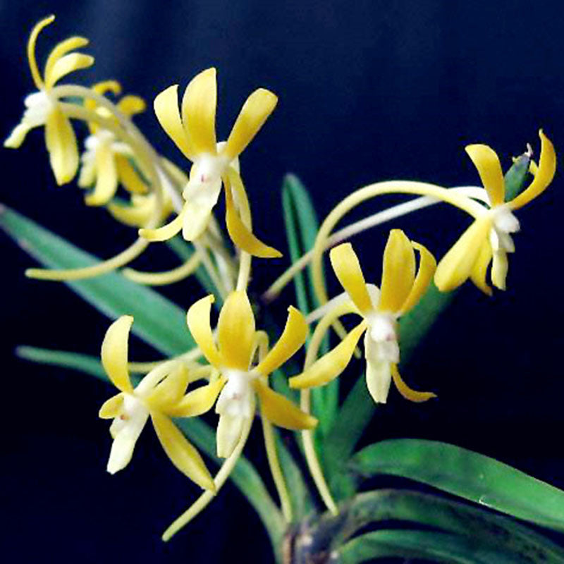 Egrow 100Pcs/Pack Neofinetia Falcata Orchid Seeds Bonsai Flower Plants for Home Garden