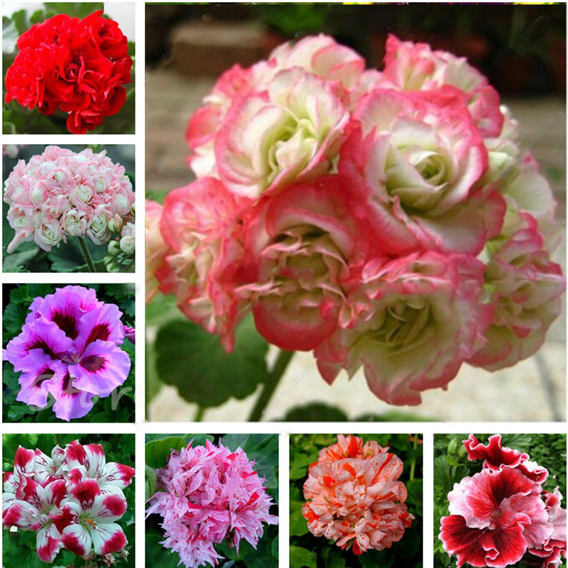 Egrow 100 PCS Geranium Seed Garden Potted Flower Seeds Pelargonium Plant Bonsai Outdoor Flower Seeds