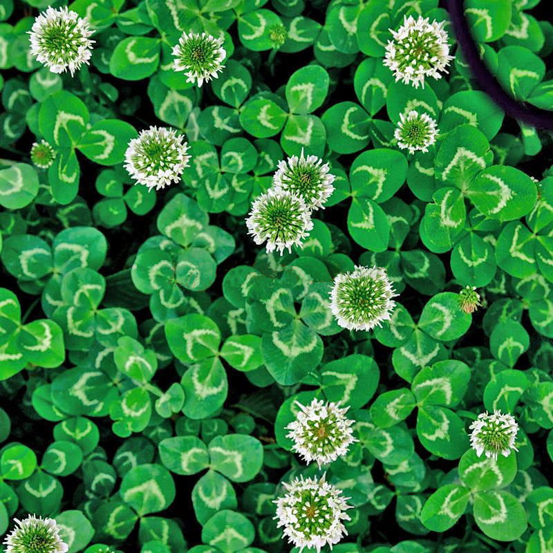 Egrow 200PCS/Pack Four Leaf Seeds Bonsai Seedsplant Green Plants Bonsai Four Leaf Clover Bonsai Decor