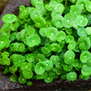 Egrow 100Pcs/Pack Hydrocotyle Verticillata Seeds Bonsai Copper Grass Aquatic Plants Garden Ornament Cold Water Flower Pilea Plant