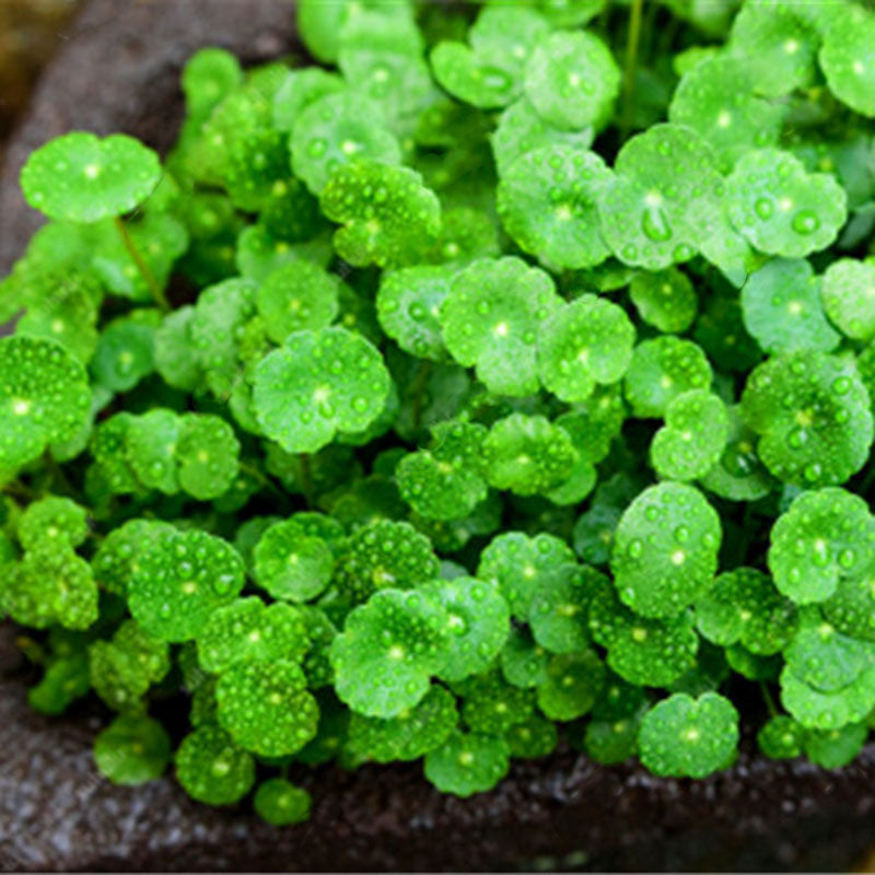 Egrow 100Pcs/Pack Hydrocotyle Verticillata Seeds Bonsai Copper Grass Aquatic Plants Garden Ornament Cold Water Flower Pilea Plant