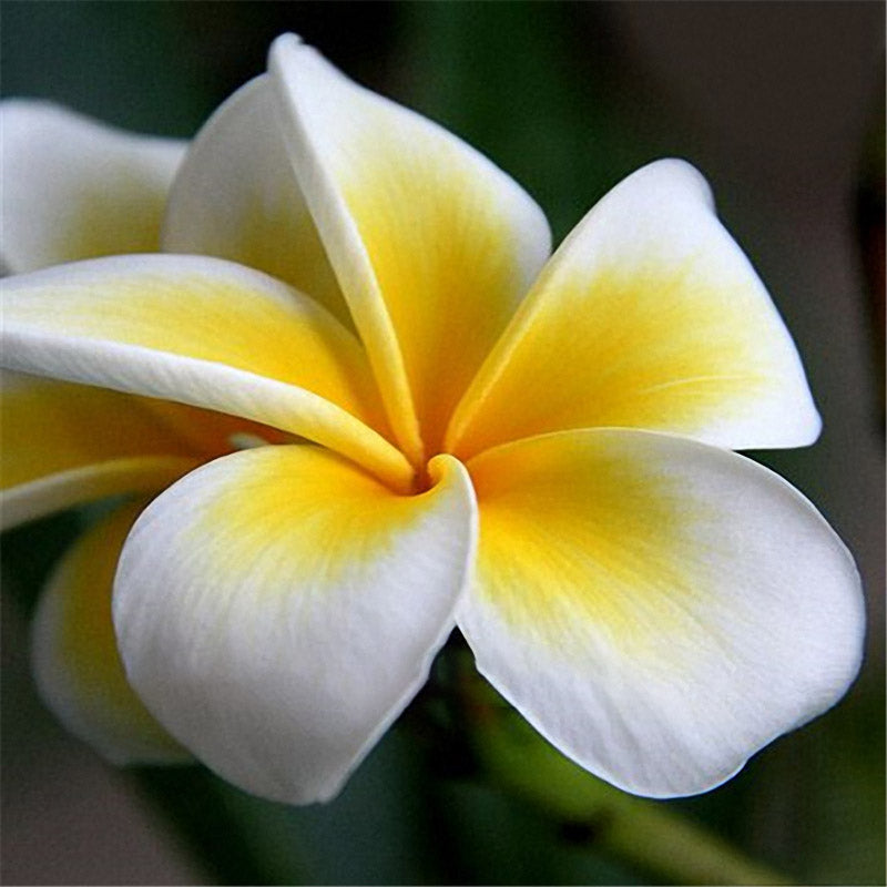 Egrow 100Pcs/Pack Plumeria Seeds Garden DIY Bonsai Hawaiian Frangipani Decorations Flower Seeds