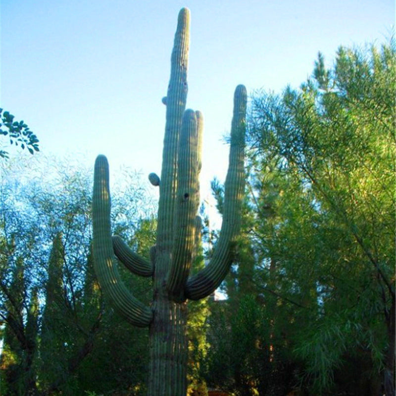 Egrow 100PCS/Pack Stone Cactus Seeds Succulents Raw Stone Cactus Bonsai Potted Flowers