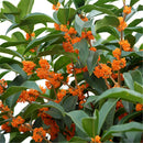 Egrow 30 Pcs/Pack Sweet Scented Osmanthus Tree Seeds Sweet Scented Osmanthus Tree