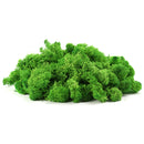 200g Natural Norwegian Reindeer Moss Preserved Dried Craft Flower Decorations