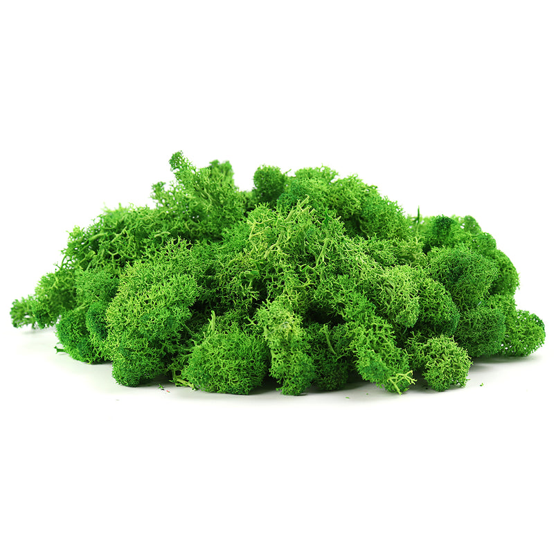 200g Natural Norwegian Reindeer Moss Preserved Dried Craft Flower Decorations