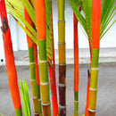 Egrow 100Pcs/Pack Colorful Palm Tree Seeds Bonsai Bamboo Seeds Home Garden Tree Seeds