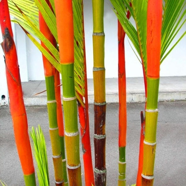 Egrow 100Pcs/Pack Colorful Palm Tree Seeds Bonsai Bamboo Seeds Home Garden Tree Seeds