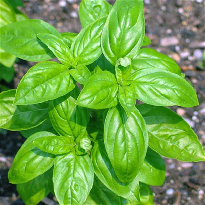 Egrow 100Pcs/Pack Basil Seeds Basil Bonsai Garden Seeds Home And Garden Plants