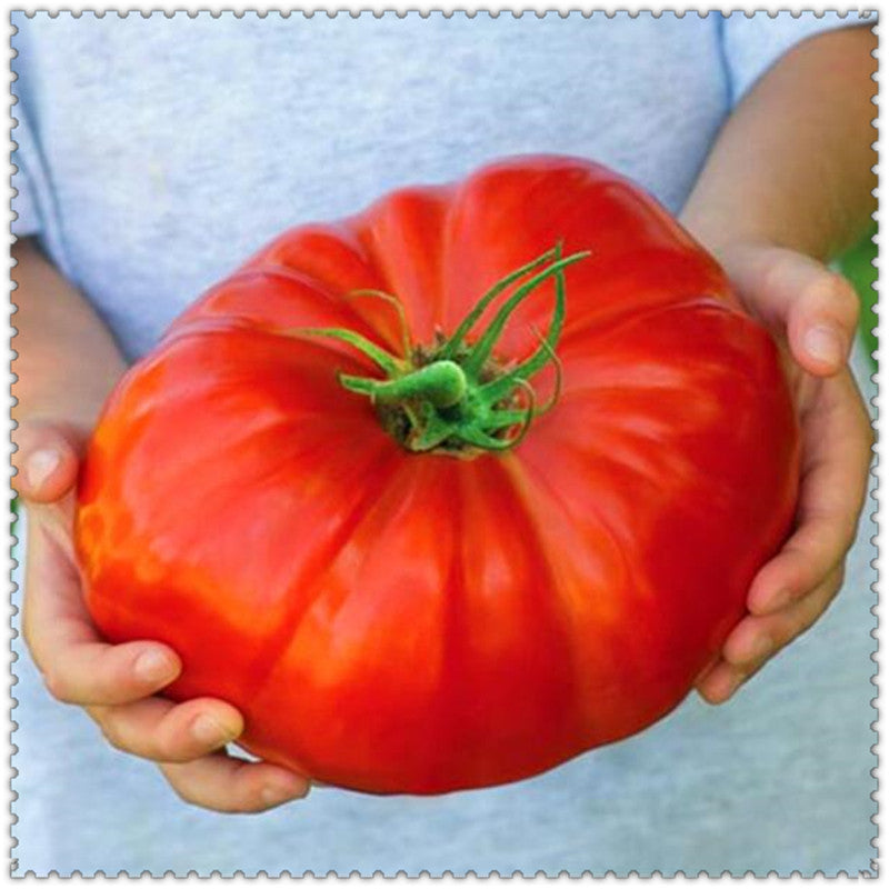 Egrow 100 Pcs/Bag Giant Tomato Seeds Plants Organic Heirloom Plants Vegetables Perennial Non-GMO Plant Pot For Home Garden Planting