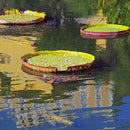 Egrow 10 Pcs/Pac Lotus Seeds Lotus Leaf Bonsai Giant Water Lily Flower For Home Garden Flower