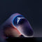 Flydigi Gaming Sweat-Proof Finger Cover Glory Artifact PUBG Peace Elite Game Occupation Touch Screen Thumb Gamepad