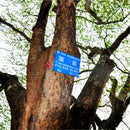 Egrow 12 Pcs/Pack Afzelia Xylocarpa Tree Seeds Ficus Religiosa Bodhi Tree Puti