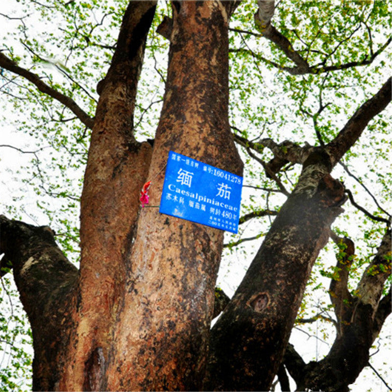 Egrow 12 Pcs/Pack Afzelia Xylocarpa Tree Seeds Ficus Religiosa Bodhi Tree Puti