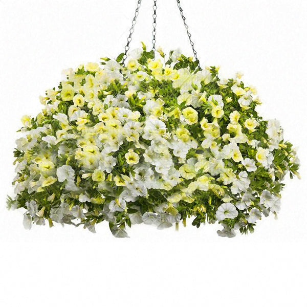 Egrow 100Pcs/Bag Petunia Seeds Petunia Plants Hanging Bonsai Mini Petunia Flowers for Home Garden