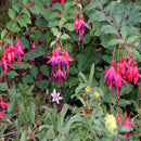 30PCS Chinese Enkianthus Seeds Potted Chinese Enkianthus Flower Garden Ornamental Plants