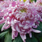 10Pcs Red Chrysanthemum Seeds Garden Rare Flower Bonsai Seeds