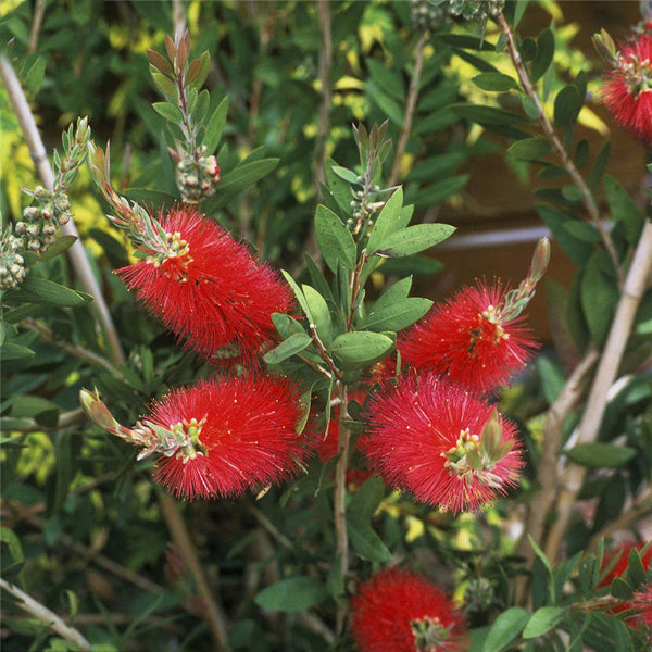 Egrow 30 Pcs/Pack Rigidus Seeds Stiff Bottle-Brush Tree Plant Callistemon Rigidus For Home Garden Decoration