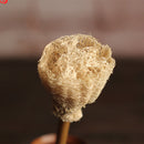 Bottle Brush for Beer Bottle Cleaner, Bottle Brush, Carboy Gallon Botte, Kombucha, Nalgene