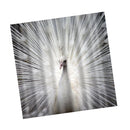 Polyester Fiber Shower Divider Scarf Peacock Bathroom Blind,180 x 180cm - Waterproof, Non Toxic, Eco-Friendly, No Chemical Odor, Rust Proof Grommets