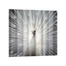 Polyester Fiber Shower Divider Scarf Peacock Bathroom Blind,180 x 180cm - Waterproof, Non Toxic, Eco-Friendly, No Chemical Odor, Rust Proof Grommets