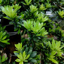 Egrow 40 Pcs/Pack Podocarpus Seeds Podocarpus Macrophyllus Tree Plant Home Garden Plant