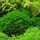 Egrow 200PCS/Pack Moss Live Aquatic Plants Seeds Aquarium Water Grass Bonsai Flower Landscape Decoration Ornament
