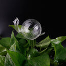 Plants Self Watering Device High Borosilicate Glass Automatic Watering Container