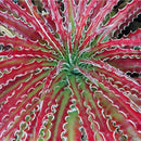 Egrow 100 PCS Garden Succulent Bonsai Various Lithops Seeds Living Stone Flower Cacti Cactus Plant